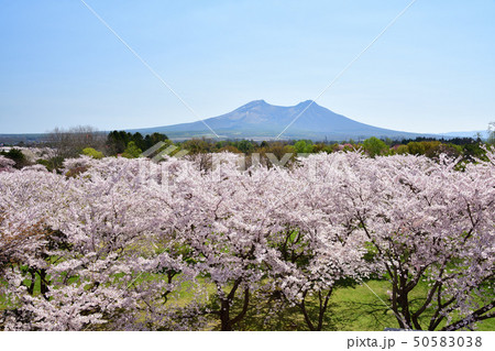北海道森町オニウシ公園の桜と駒ヶ岳の風景を撮影 北海道森町オニウシ公園の桜と駒ヶ岳の風景を撮影 50583038