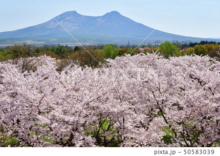 北海道森町オニウシ公園の桜と駒ヶ岳の風景を撮影 50583039
