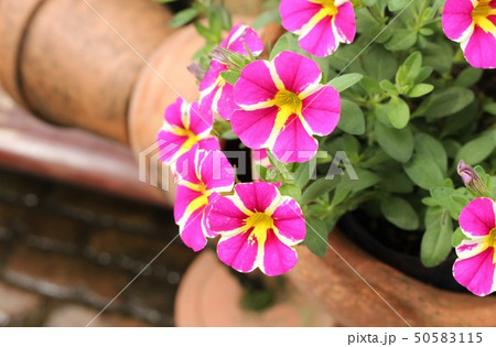 ピンクの花 50583115