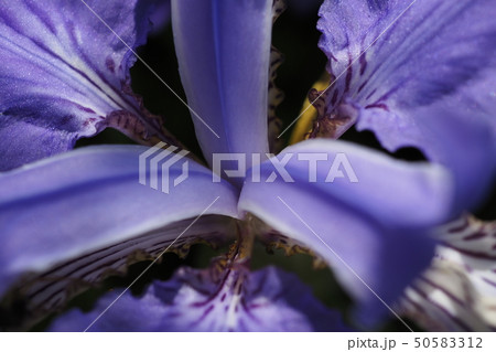 アヤメの花 50583312