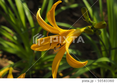 キスゲの花 キスゲの花 50583360