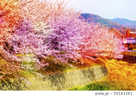 美しく満開に咲き誇る沢山の桜をカラフルにして石塀と青い空 美しく満開に咲き誇る沢山の桜をカラフルにして石塀と青い空 50583361