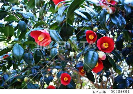 椿祭り 椿祭り 50583391