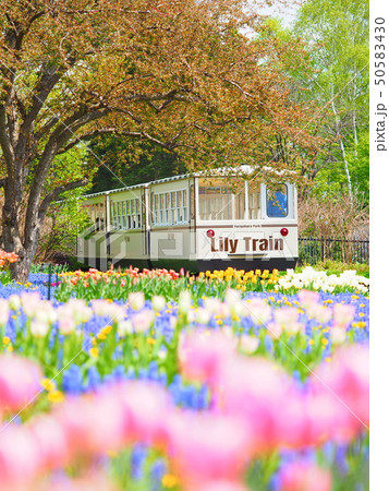 北海道の風景 電車と花畑 50583430