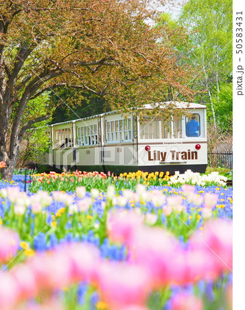 北海道の景色 電車と花畑 50583431