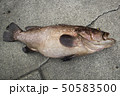 クエ 50583500