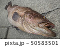 クエ 50583501