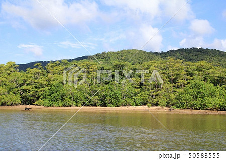 西表島仲間川のマングローブ　沖縄観光 50583555