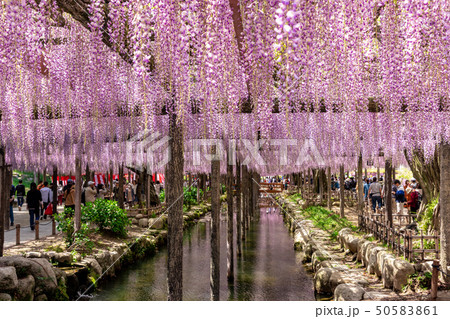 九尺藤 津島天王川公園 50583861