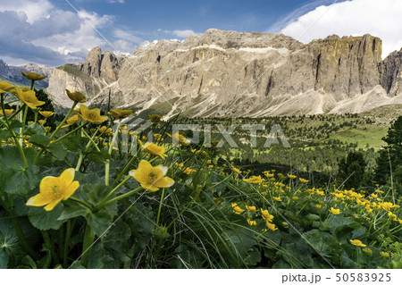 Beautiful summer scenery of the Dolomites. Italy. 50583925