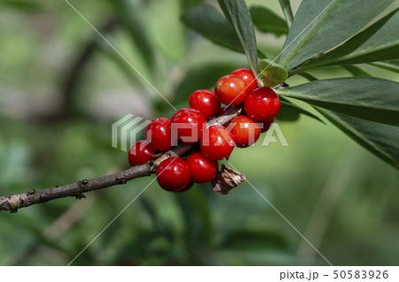 Poisonous red fruits of Daphne mezereum 50583926