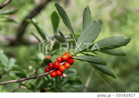 Poisonous red fruits of Daphne mezereum 50583927