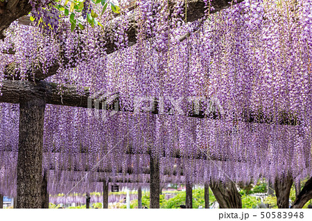 九尺藤 津島天王川公園 50583948