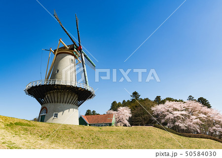 長沼フートピア公園オランダ風車と満開の桜並木 50584030