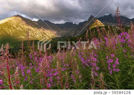 Summer view of the Gasienicowa Valley. Tatra 50584128