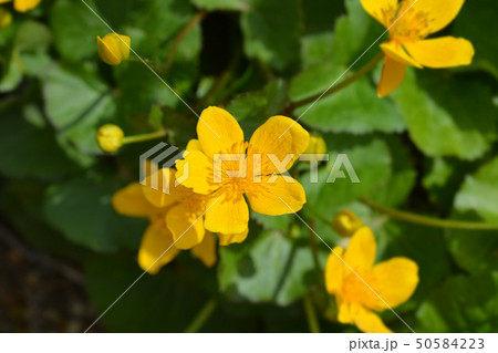 Marsh Marigold 50584223