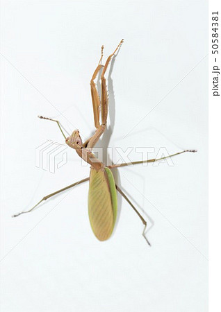 オオカマキリのメス　白背景 50584381