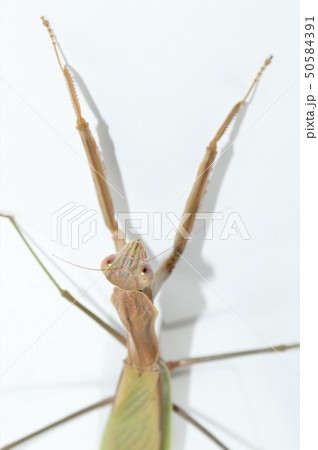 オオカマキリのメス　白背景 50584391