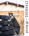 野良猫 50584412