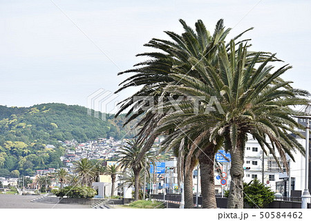 伊東温泉海岸オレンジビーチ 伊東温泉海岸オレンジビーチ 50584462