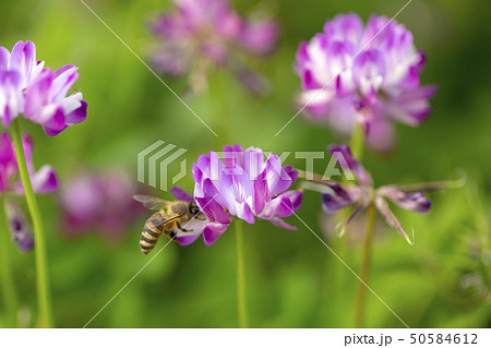 れんげ草と蜜蜂 50584612
