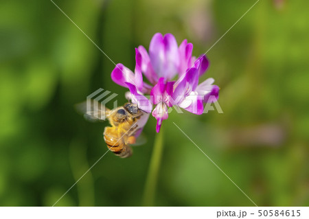 れんげ草と蜜蜂 れんげ草と蜜蜂 50584615