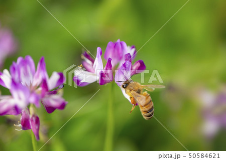 れんげ草と蜜蜂 れんげ草と蜜蜂 50584621