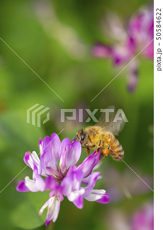 れんげ草と蜜蜂 れんげ草と蜜蜂 50584622