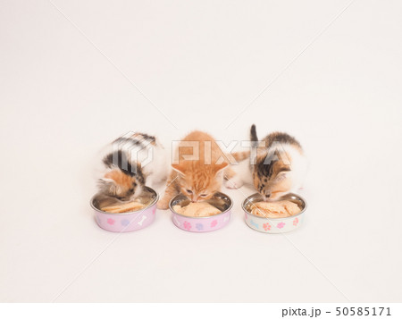 ご飯を食べる3匹の仔猫 50585171