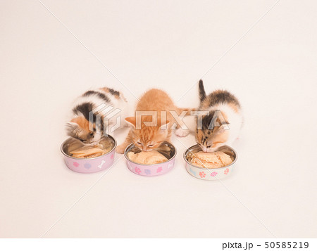 餌を食べる3匹の仔猫 餌を食べる3匹の仔猫 50585219