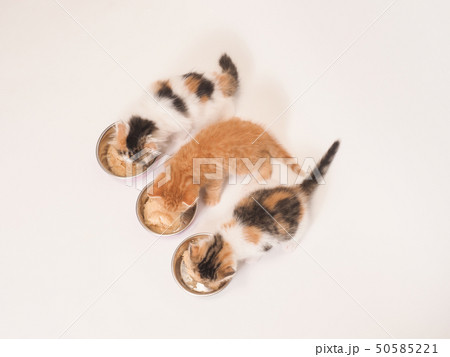 餌を食べる3匹の仔猫 餌を食べる3匹の仔猫 50585221