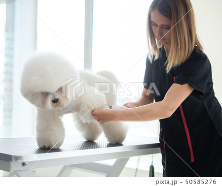 Bichon Fries at a dog grooming salon Bichon Fries at a dog grooming salon 50585276