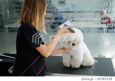 Bichon Fries at a dog grooming salon Bichon Fries at a dog grooming salon 50585328