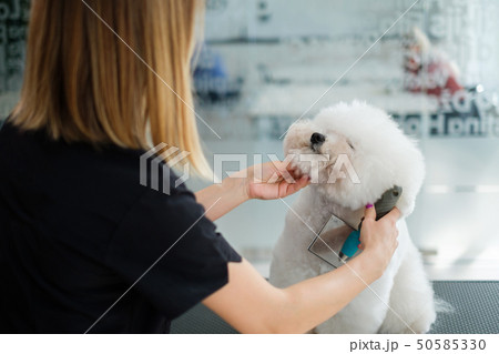 Bichon Fries at a dog grooming salon Bichon Fries at a dog grooming salon 50585330