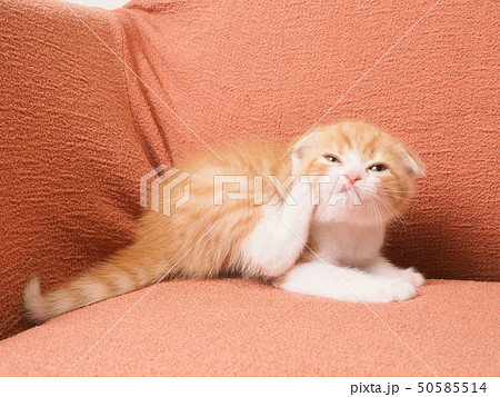 ソファーにのった折れ耳の仔猫 50585514