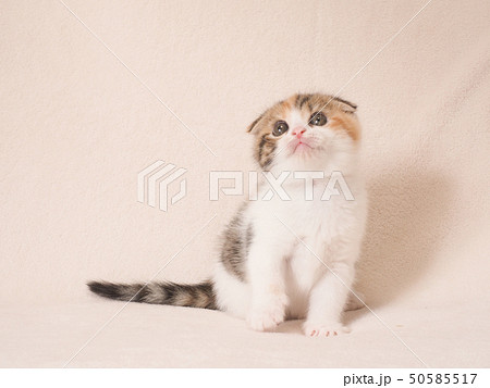 上を見る折れ耳の仔猫 上を見る折れ耳の仔猫 50585517