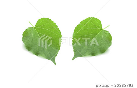 Green Mulberry leaf isolated on white background 50585792