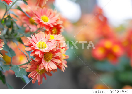 道端に咲く小さく可愛い花 50585970