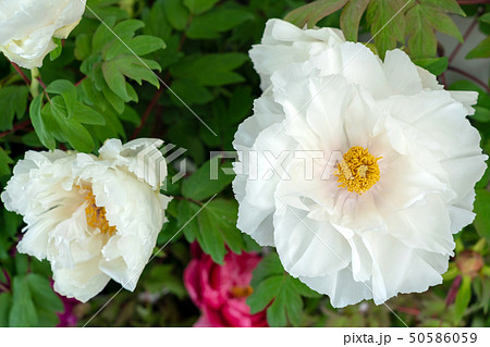 牡丹　連鶴（れんかく） 50586059