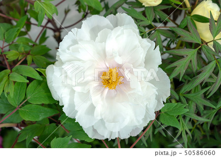 牡丹　連鶴（れんかく） 50586060