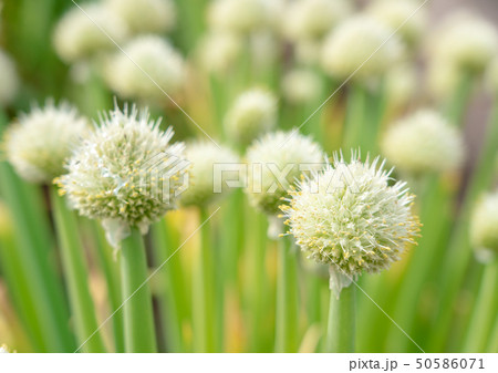 ネギ坊主 50586071