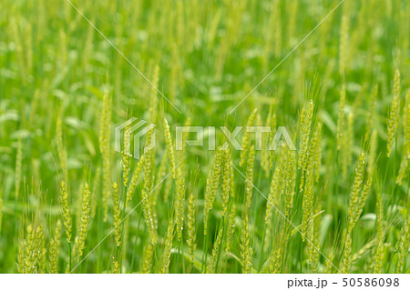 新緑の麦畑 青麦畑 4月 新緑の麦畑 青麦畑 4月 50586098