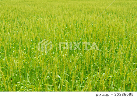 新緑の麦畑　青麦畑　4月 50586099