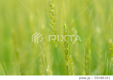 新緑の麦畑 青麦畑 4月 新緑の麦畑 青麦畑 4月 50586101