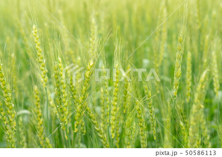 新緑の麦畑　青麦畑　4月 50586113