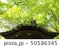 新緑 50586345