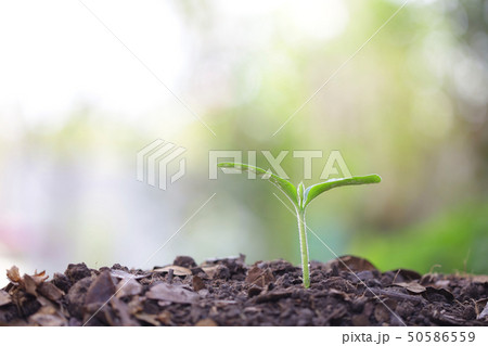 Small tree sapling plant planting with dew Small tree sapling plant planting with dew 50586559