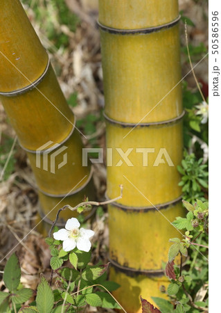 竹と草イチゴの花 50586596