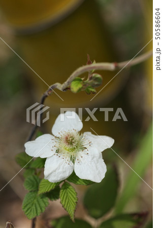 竹林のクサイチゴ 50586604