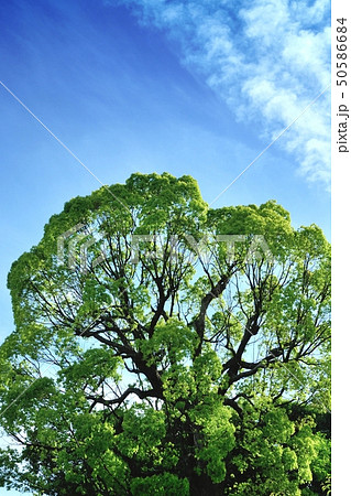 新緑（楠） 50586684